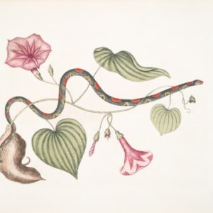 Illustration à l’Encre – Série Botanique