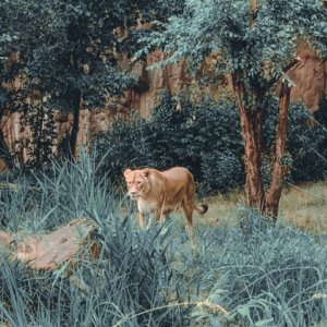 Esprit Sauvage – Portrait Animalier